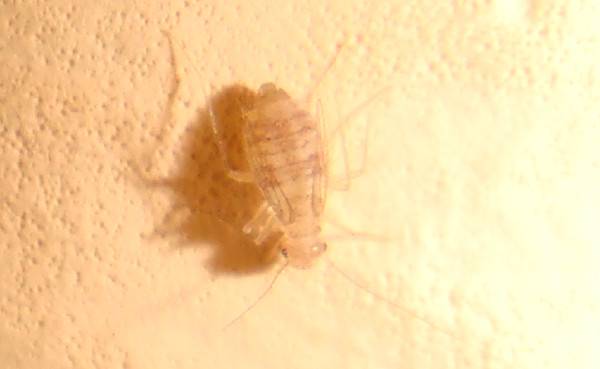 Белые насекомые в ванной: кто они и как избавиться от них