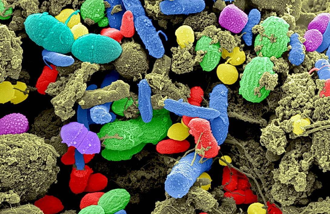 6 объективных причин не бояться микробов