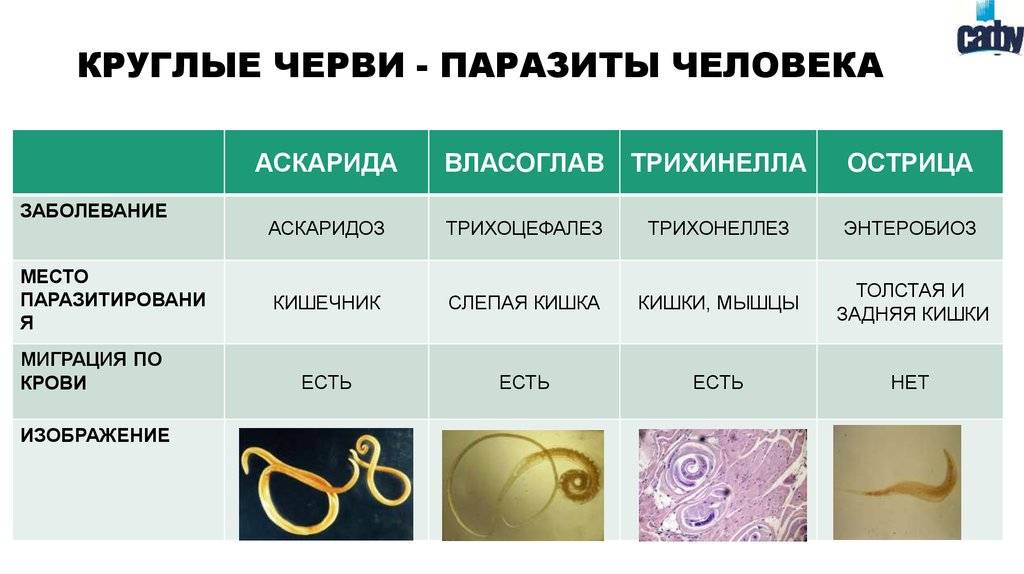 Паразитические черви презентация