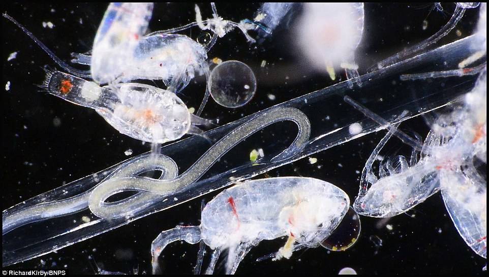 Частицы океана. Криль зоопланктон. Мариниум зоопланктон. Фитопланктон тетраселмис.