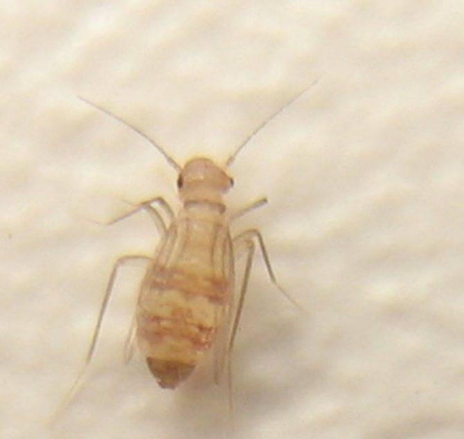 Разновидности насекомых в ванной и способы уничтожения их в квартире