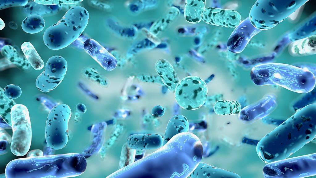 Избыточный бактериальный рост в тонкой кишке - синдром излишнего бактериального роста (сибр, sibo) | университетская клиника