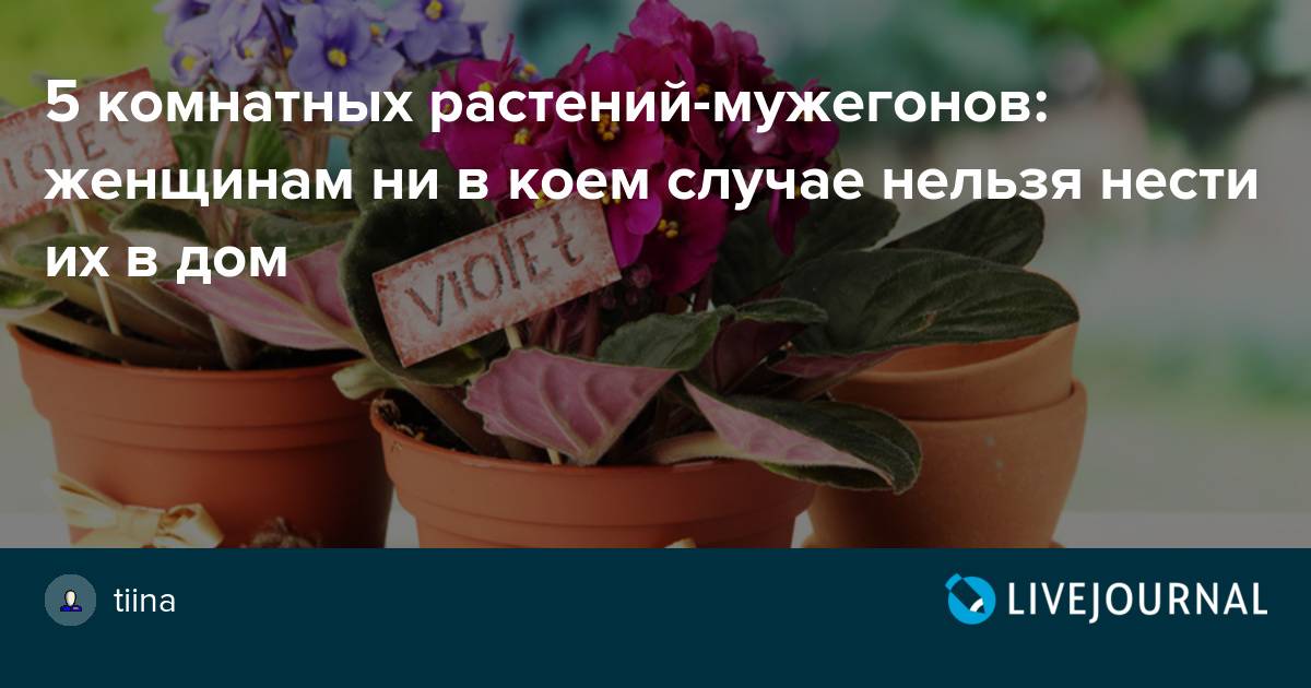 Приметы и суеверия цветов. Фиалка комнатная приметы и суеверия. Цветы которые прогоняют мужчину. Какие домашние растения выгоняют мужчин из дома фото. Фиалка приметы и суеверия для дома.