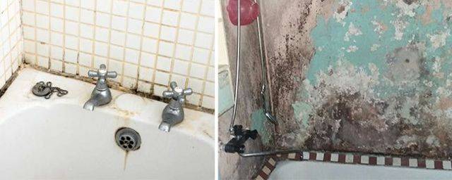 От а до я: как избавиться от плесени в ванной в домашних условиях