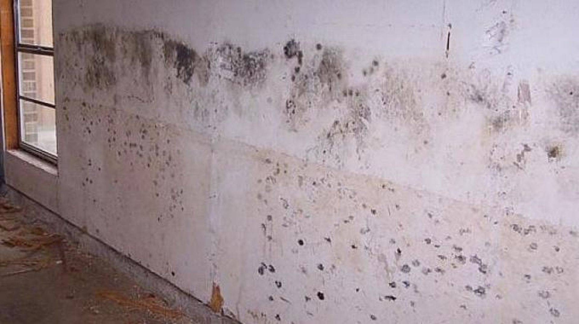 Полезные советы, как можно убрать всю плесень и грибок со стен в квартире