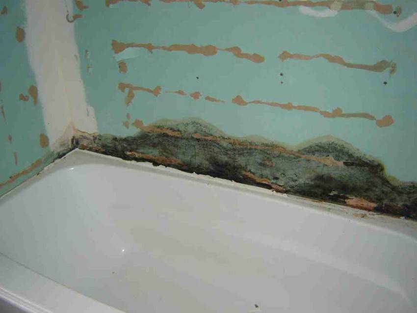 Грибок в ванной комнате: отчего появляется и как его удалить?