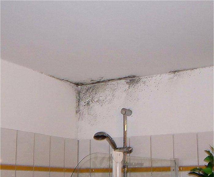 Как избавиться от плесени и удалить грибок в ванной комнате