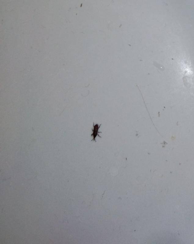 Что делать, если в ванной появились насекомые