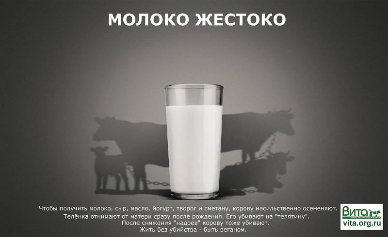 Полезные свойства молока и почему нельзя пить холодное молоко