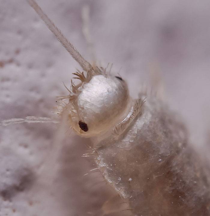 Белые насекомые в ванной, маленькие жучки название +фото, как избавиться